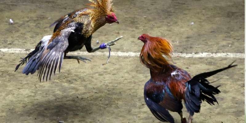 Tham Gia Đá Gà Sky88 – Chất Lượng Truyền Hình Đỉnh Cao 1 Giao diện với hiệu ứng bắt mắt và tối ưu cách dùng