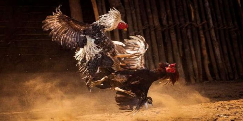 Quy luật của đá gà campuchia
